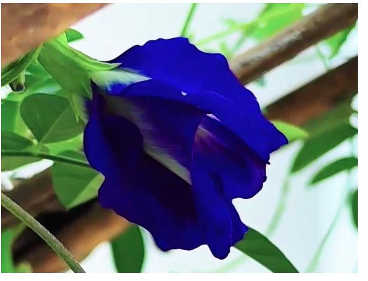 click here to watch video