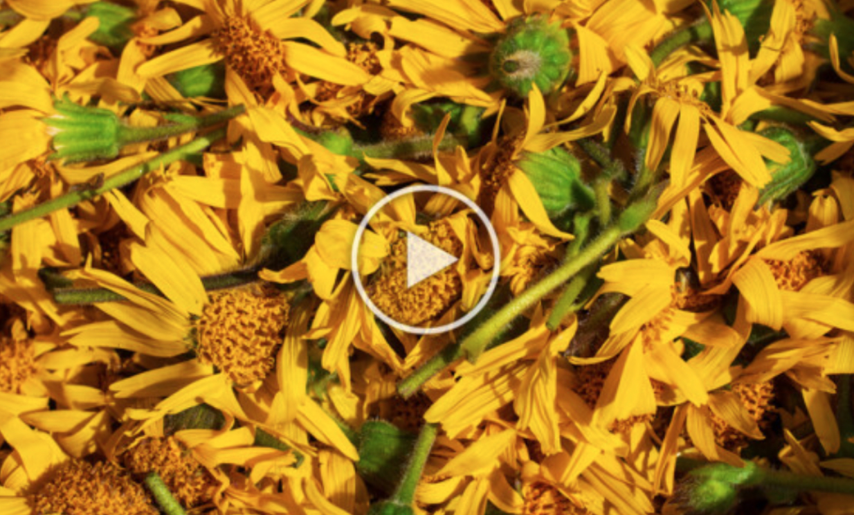 click here to watch video