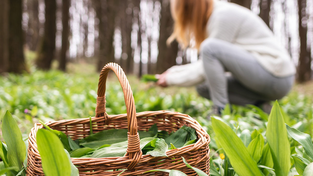 Foraging 101: A Beginner's Guide to Gathering 