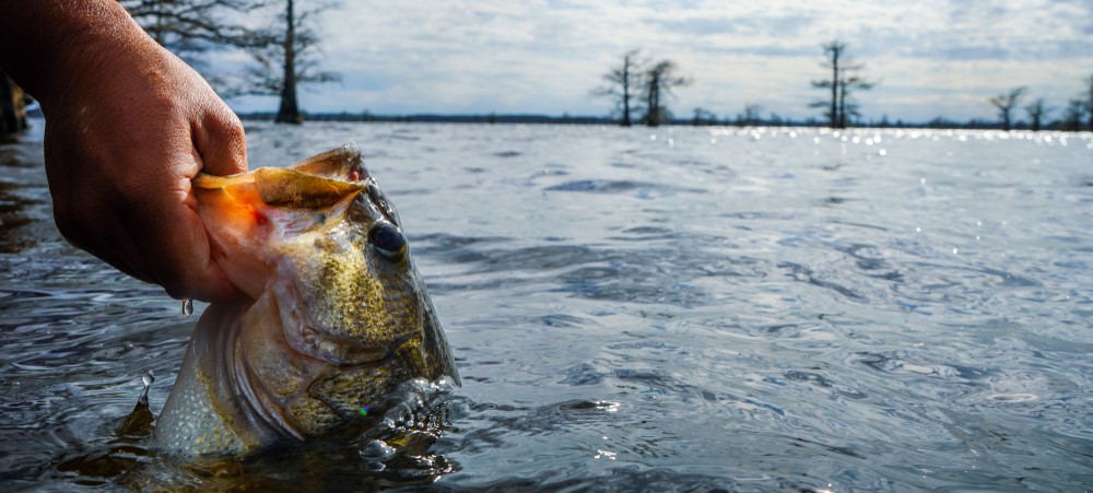 Reeling in June's Bounty: Best Fish to Catch in the U.S.
