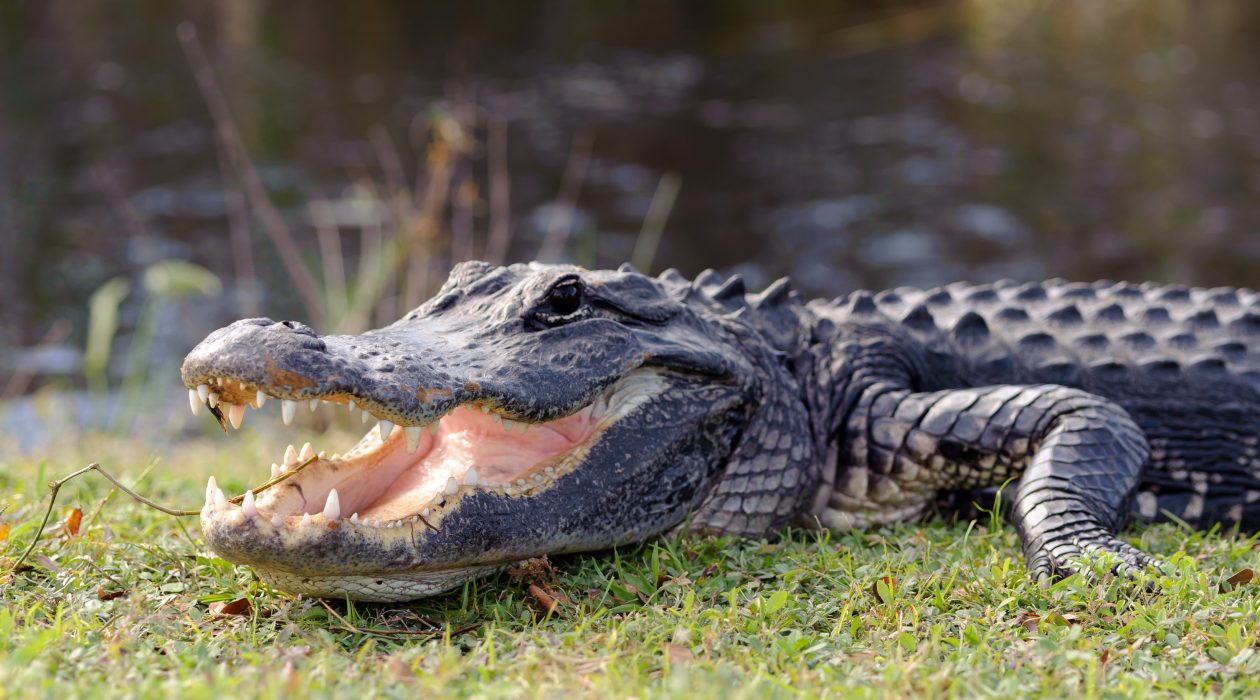 Alligator Hunting Season: Tips for Catching and Creating Delectable Meals