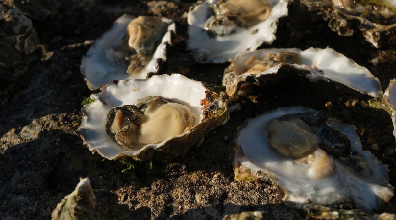 Catch Oysters Like a Pro with these DIY Tools and Techniques