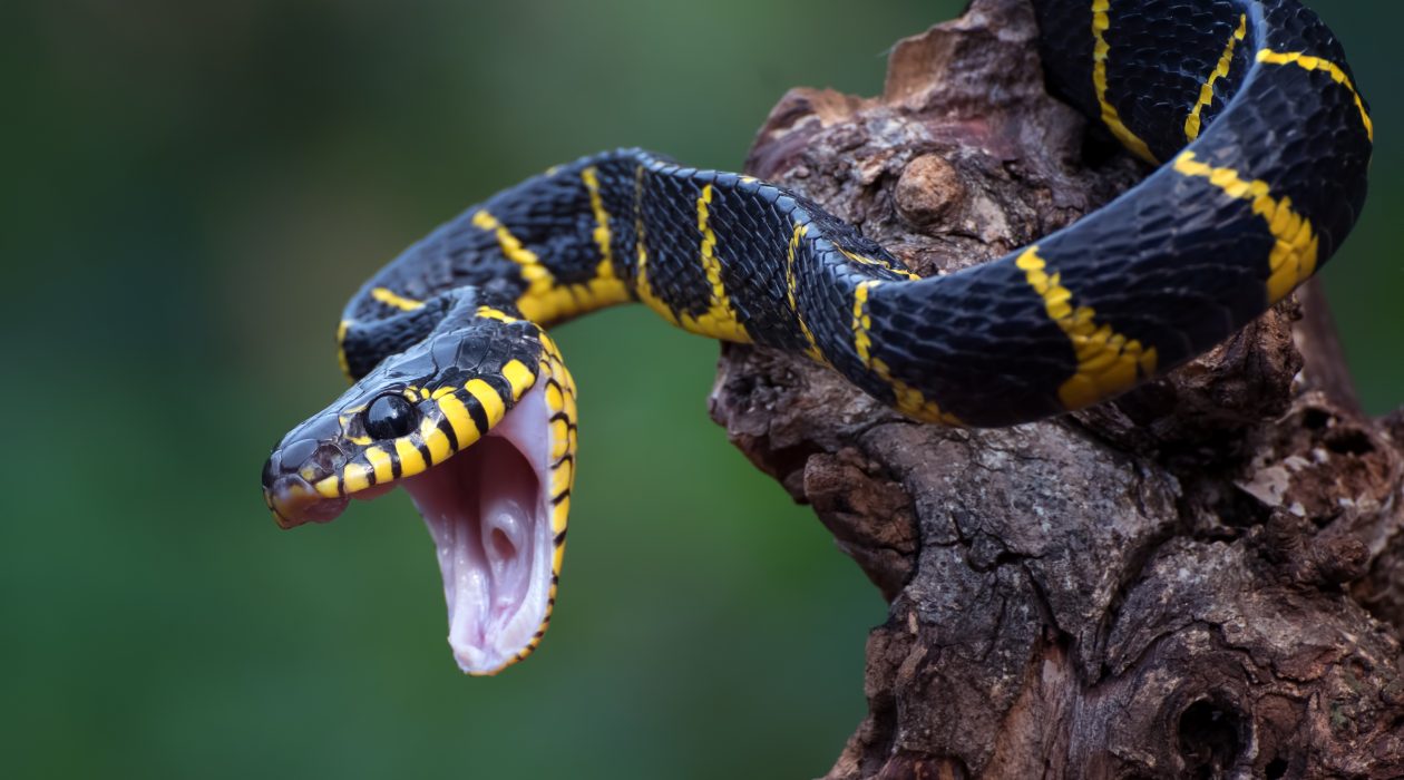 Life or Death: How to Identify Deadly Snakes and Survive