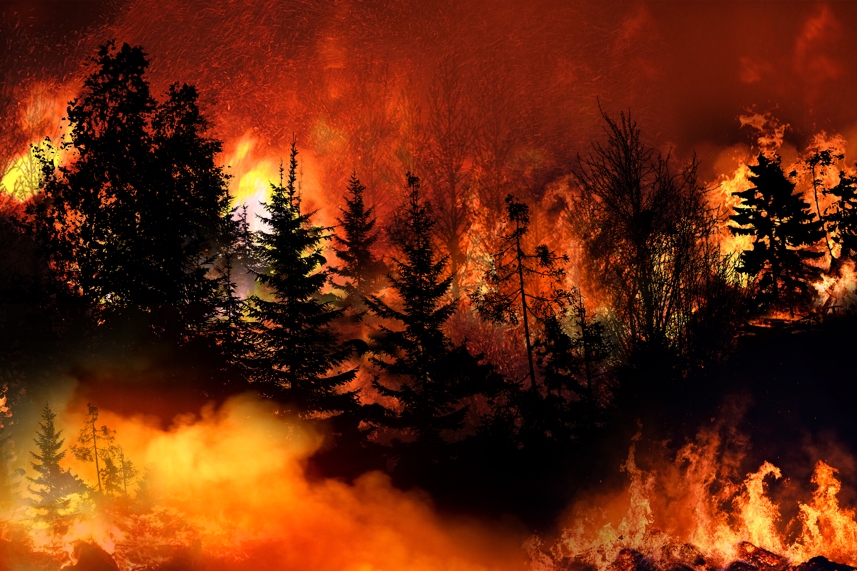 Surviving Wildfires: Protecting Your Family and Community