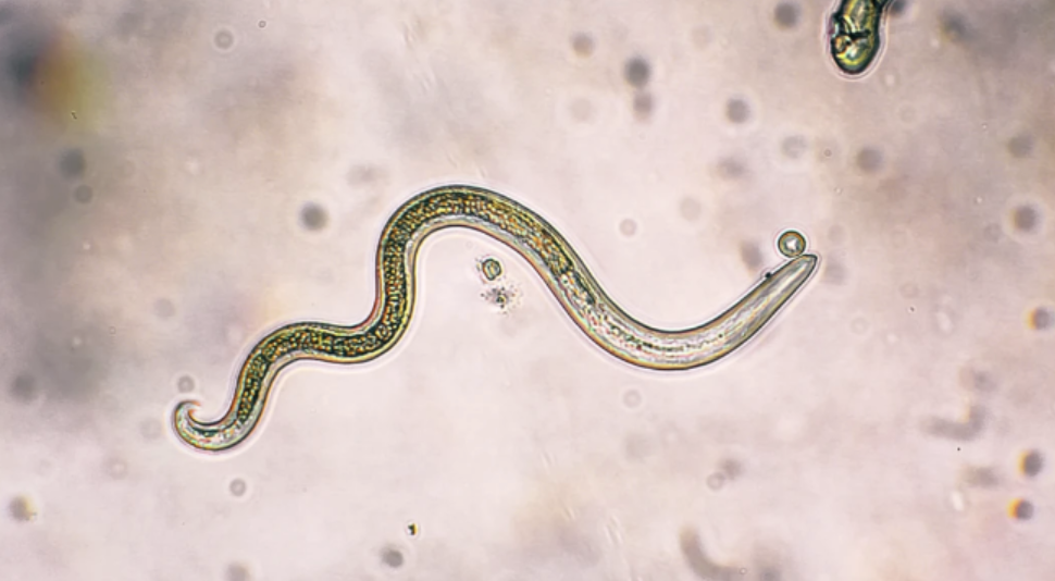 click here to learn more