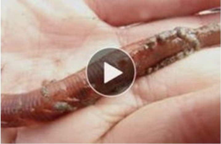 click here to learn more