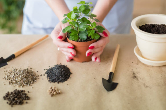 7 Surprising Health Benefits of Gardening & Planting